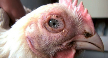 Marekova nemoc: jak minimalizovat následky?